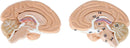 Full Human Anatomy Model
