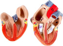 Full Human Anatomy Model