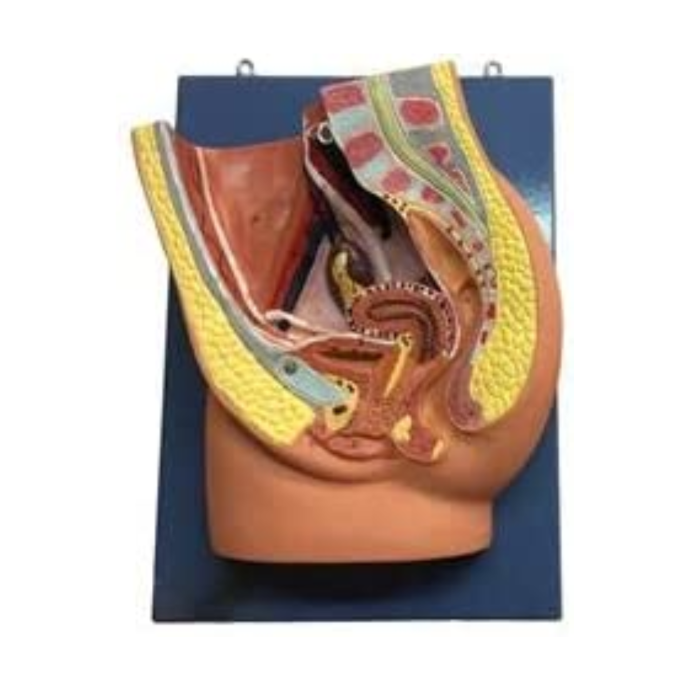 Human Female Reproductive System Model, image size:1378x1378