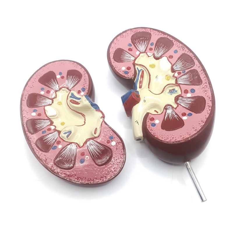 Human Kidney Model | 15.5cm x 15.5cm x 27cm