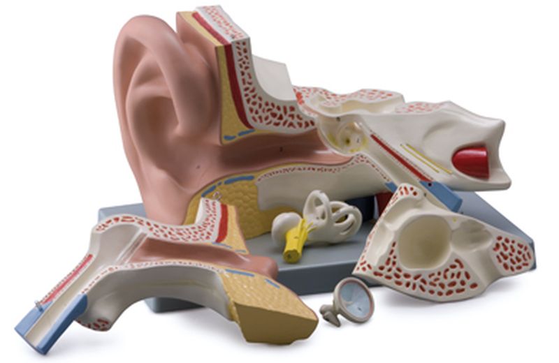 Expansion Anatomy Model of Ear Dissection (External, Middle & Internal Ear) 3 Parts