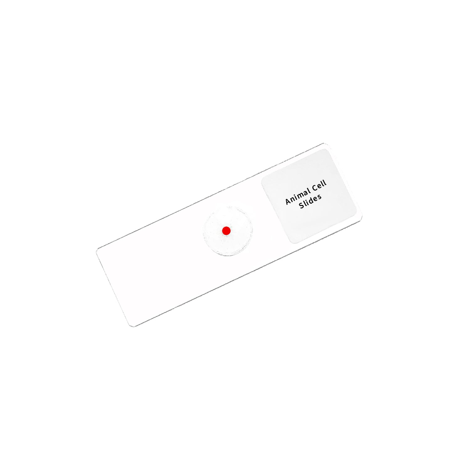 Tissue Slide Microscope Veterinary Animal Cell Microscope Slide