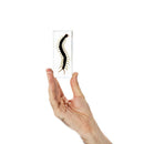 Centipede Specimen