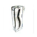 Centipede Specimen