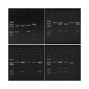 Electrophoresis Sampler Kit | For 4 Gels