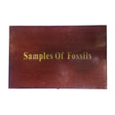 20-Piece Fossil Sample Set in a Red Wooden Box | Includes a Variety of Ancient Life Forms
