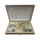 20-Piece Fossil Sample Set in a Red Wooden Box | Includes a Variety of Ancient Life Forms