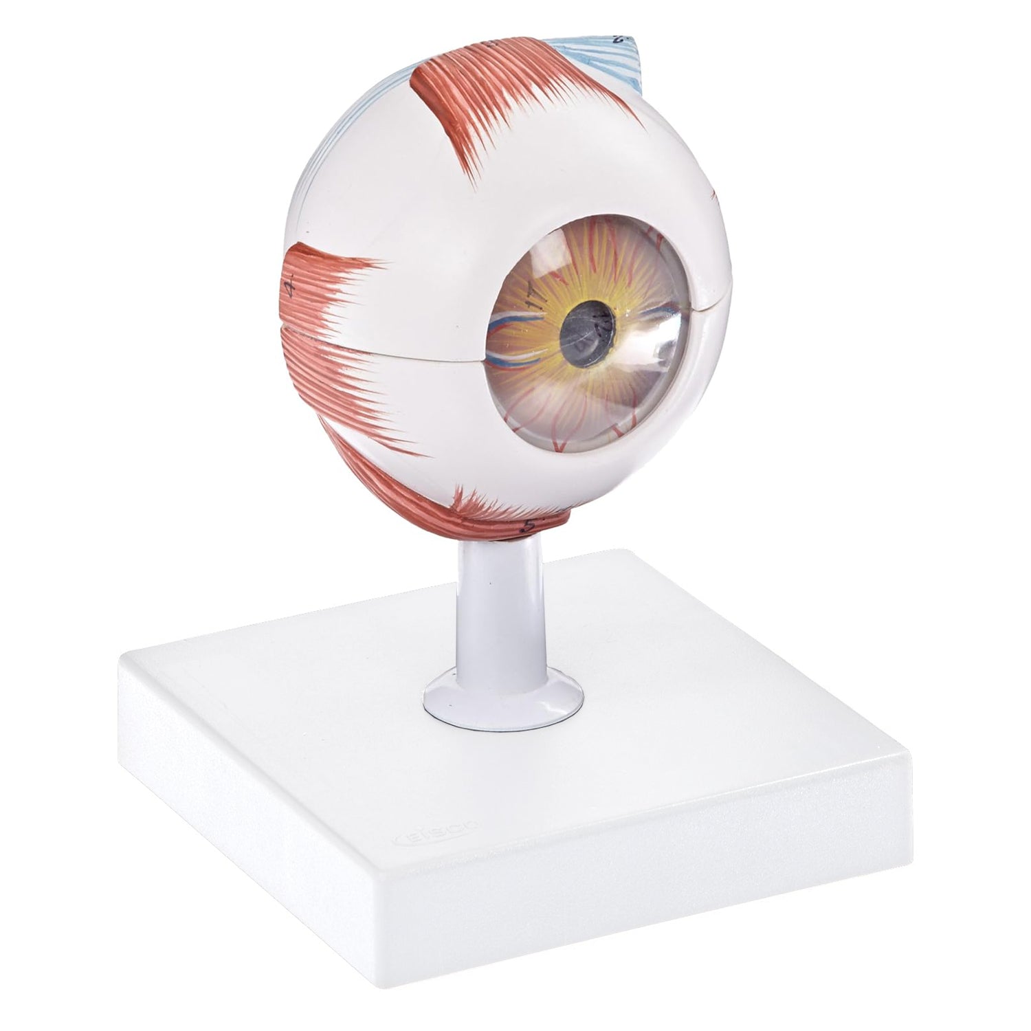 Human Eye Module Human Eye Model | 17 Parts | 3X Enlarged | Anatomical Study