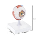 Human Eye Model | 17 Parts | 3X Enlarged | Anatomical Study