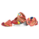 Jumbo Heart Model | 5X Life-Size