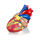Jumbo Heart Model | 5X Life-Size