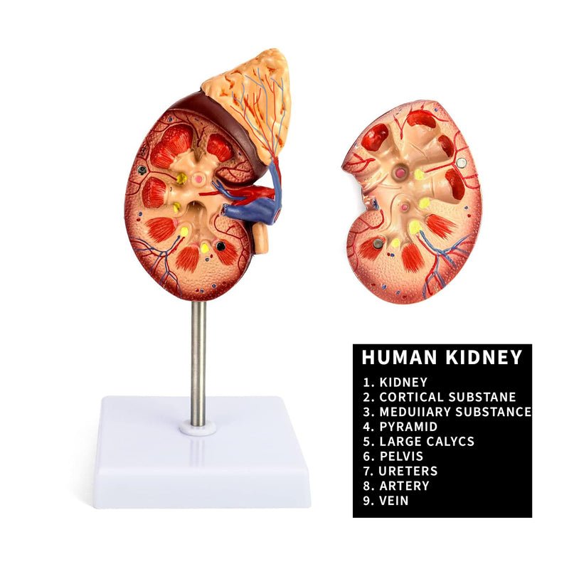 Life-Size Human Kidney Model on Stand | Divided into 2 Parts