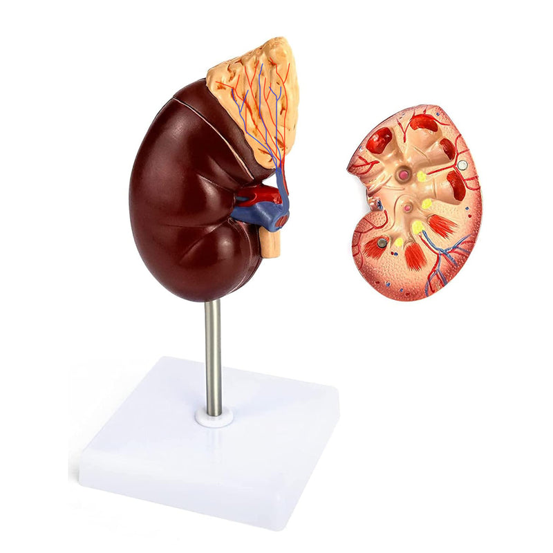 Life-Size Human Kidney Model on Stand | Divided into 2 Parts