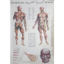 Human Muscles Chart- 98.5x129cm