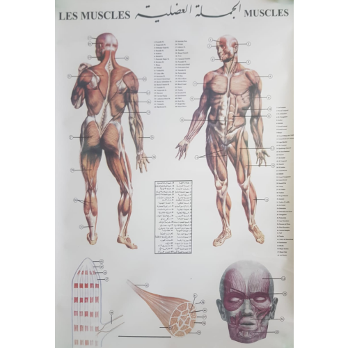 Human Muscles Chart- 98.5x129cm