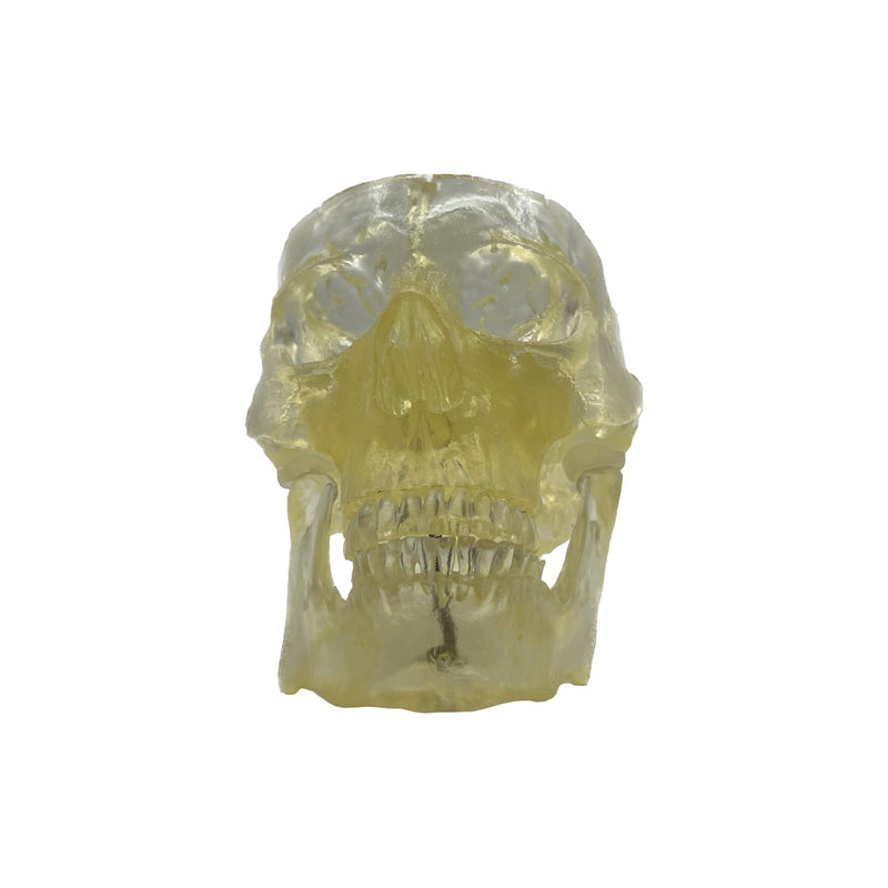 Transparent Human Skull Model with Removable Skull Cap