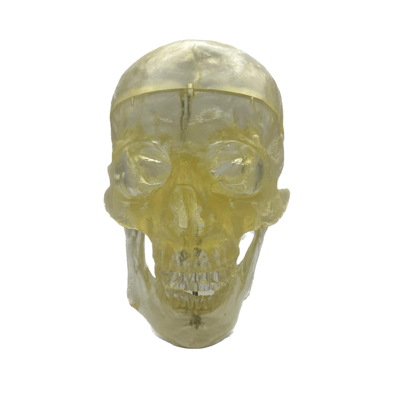 Transparent Human Skull Model with Removable Skull Cap