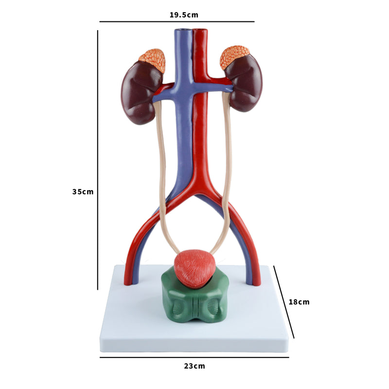 Human Male Urinary System Model | 4 Parts