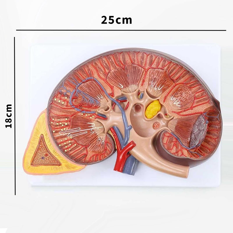 Kidney Anatomy Model | Enlarged 2 Times | PVC Material