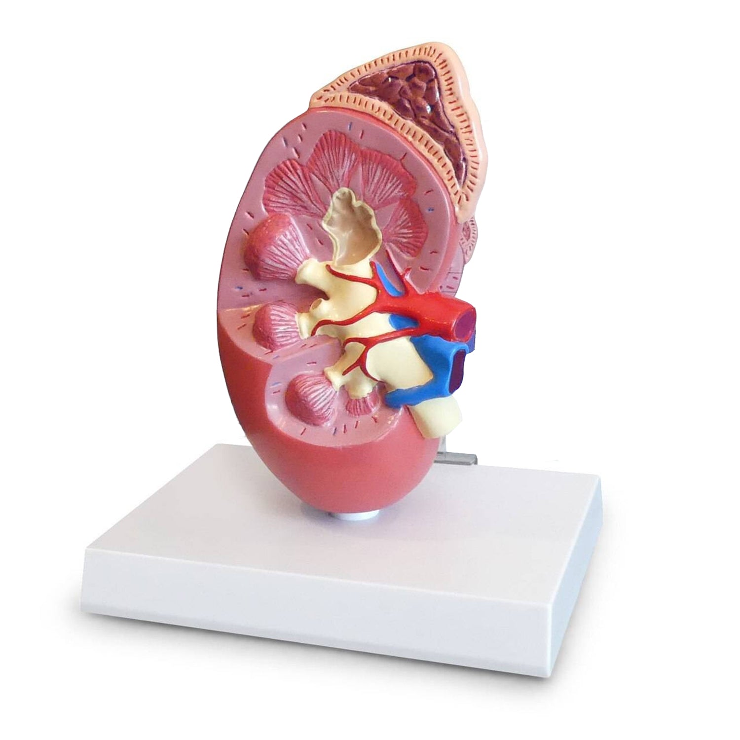 Kidney Base Kidney Anatomy Model with Base and Description Board | 2-Times Life-Si