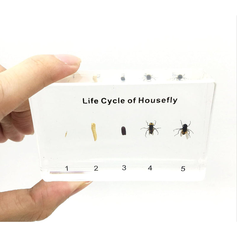 Housefly Life Cycle Specimen