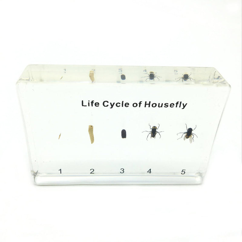 Housefly Life Cycle Specimen