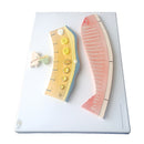 Visualize and Understand the Female Menstrual Cycle 3D Model Human Anatomy Model