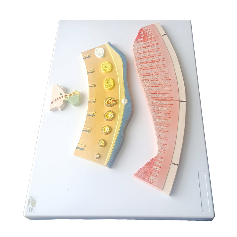 Visualize and Understand the Female Menstrual Cycle 3D Model Human Anatomy Model