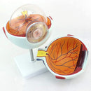 Model of Human Eye Ball