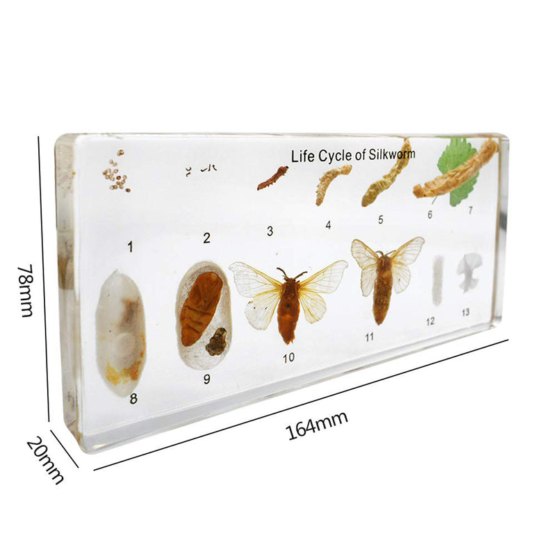 Silkworm Life Cycle Specimen Set