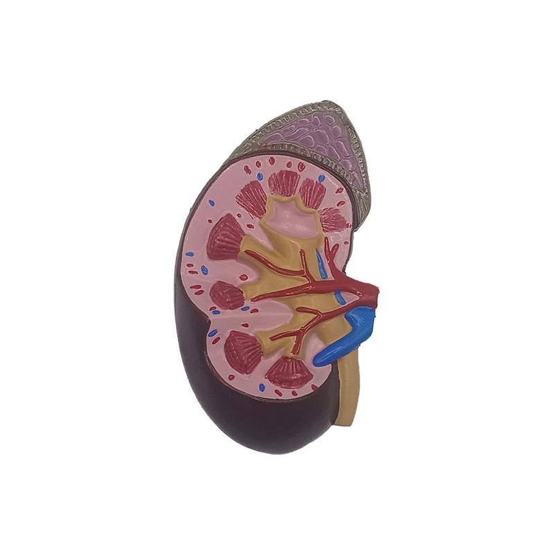 Human Kidney Model | Almost Life Size