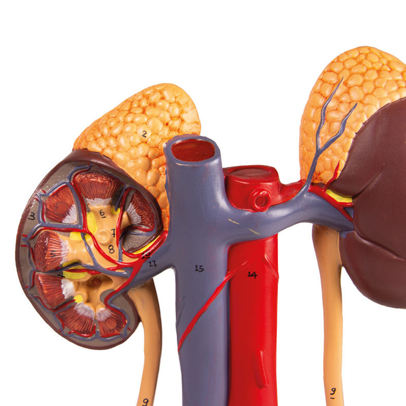 Urinary System Model | Life-Size | 5 Parts | Educational Anatomy Tool