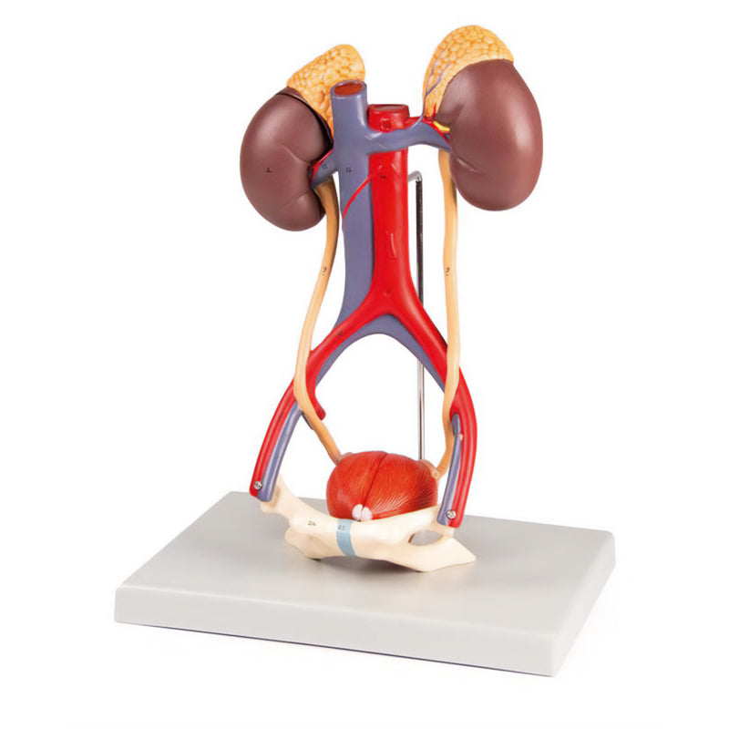 Urinary System Model | Life-Size | 5 Parts | Educational Anatomy Tool