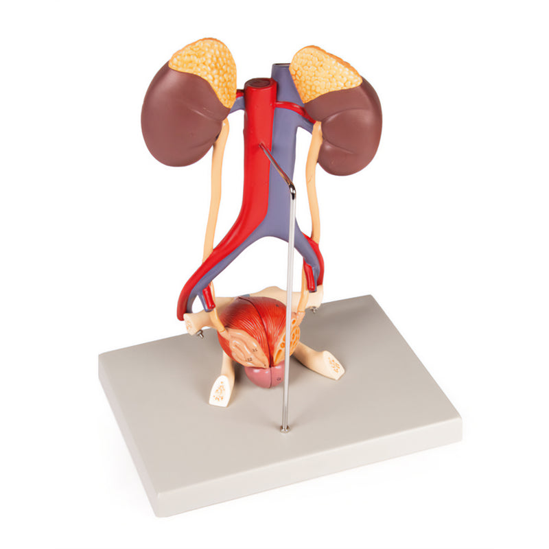 Urinary System Model | Life-Size | 5 Parts | Educational Anatomy Tool