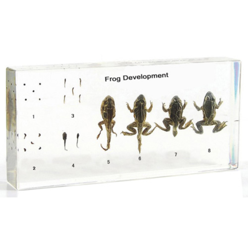 Frog Life Cycle Specimen in Acrylic Block