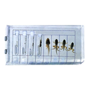 Specimen of Frog Life Cycle