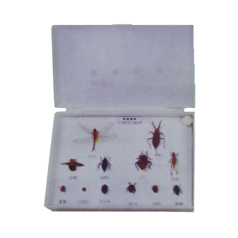 Specimen Pot Insects Specimen of Insects