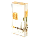 Specimen of Monocot Root Germination