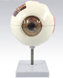 Human Eye Model
