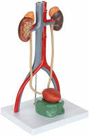 Male Urinary System Demonstrating 19 Numbered parts for Anatomy
