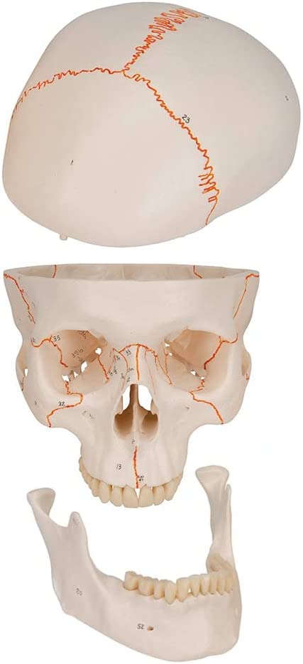 Anatomy Model of Human Skull
