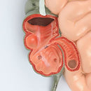 Digestive System Anatomy Model
