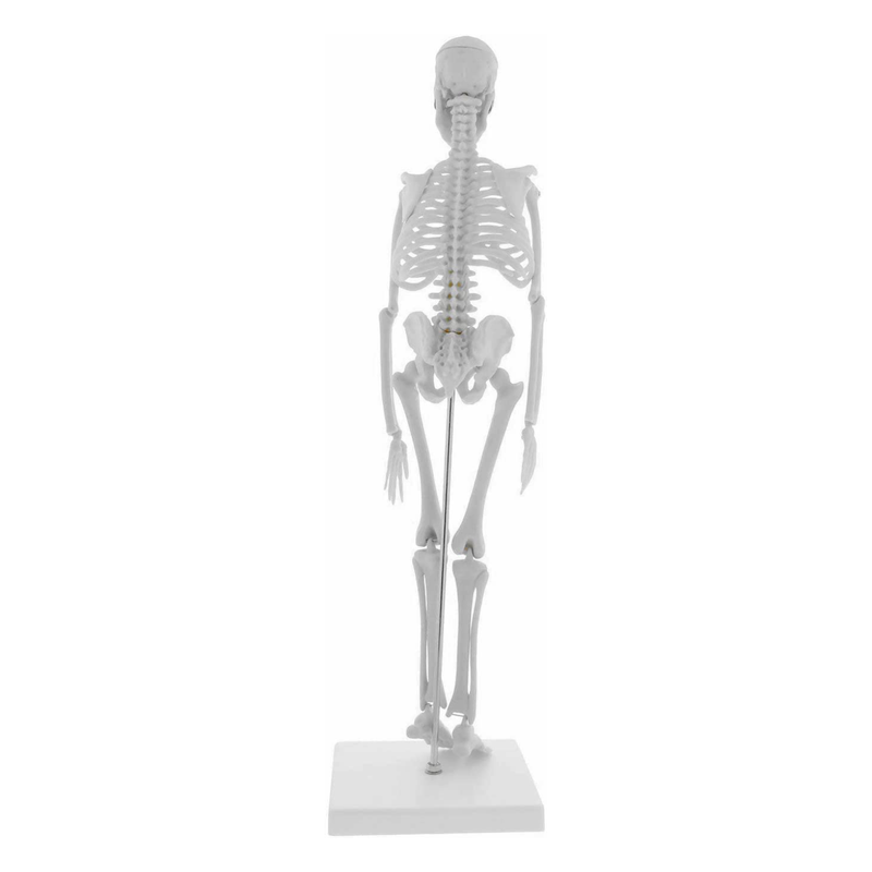 45cm Human Skeleton Anatomy Model