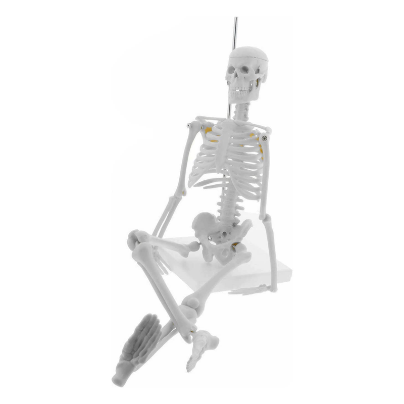 45cm Human Skeleton Anatomy Model