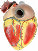Human Heart Model