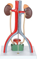 Male Urinary System Demonstrating 19 Numbered parts for Anatomy