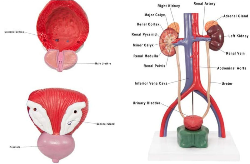 Male Urinary System Demonstrating 19 Numbered parts for Anatomy