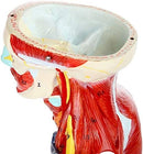 Full Human Anatomy Model