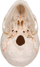 Anatomy Model of Human Skull