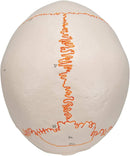 Anatomy Model of Human Skull